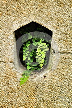 Adiantum Capillus Veneris plant on a stone wall photo