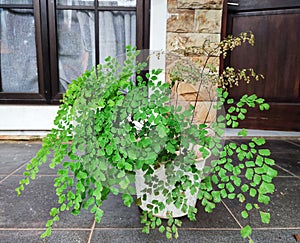 Adiantum capillus-veneris in a pot to decorate the terrace photo