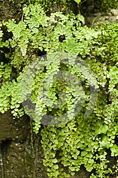 Adiantum capillus-veneris, Southern maidenhair fern,