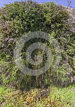 Adiantum capillus-veneris, or Southern maidenhair fern photo