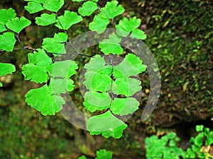 Adiantum capillus-veneris, the Southern maidenhair fern photo