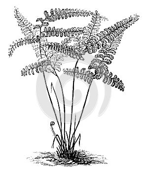 Adiantum Diaphanum Fern vintage illustration