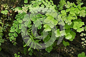 Adiantum Fern,Maidenhair fern photo