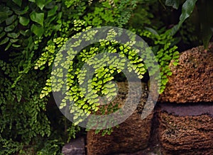 Adiantum Green Curly Fern,  many different indoor ferns and in a hanging pot