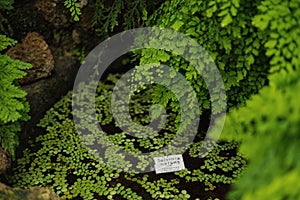 Adiantum Green Curly Fern,  many different indoor ferns and in a hanging pot