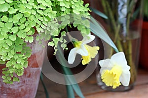 Adiantum raddianum adiantum Venus hair  plant in flower clay pot close up. A