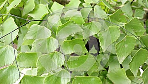 Adiantum trapeziforme is a kind of ornamental plant from the ferns group