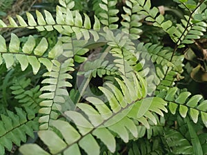 Adiantum trapeziforme is a type of ornamental plant from the fern group photo