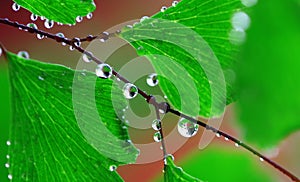 Adiantum with water drops photo