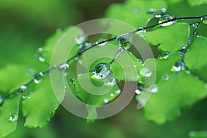 Adiantum with water drops 2 photo