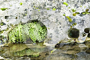 Adiantum water fern photo