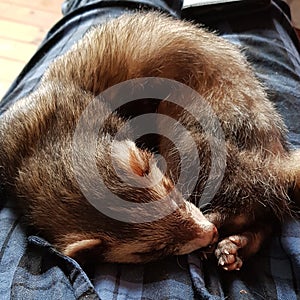 Adios sable male hob ferret 2 years old