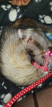 Adios sable male hob ferret 2 years old