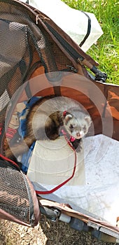 Adios sable male hob ferret 2 years old