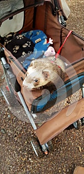 Adios sable male hob ferret 2 years old