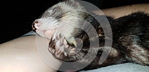 Adios sable male hob ferret 2 years old photo