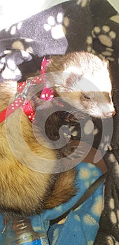 Adios sable male hob ferret 2 years old photo