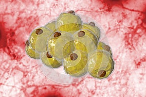 Adipocyte Human Fat Cells 3D Illustration