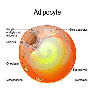 Adipocyte. Structure of a fat cell. lipocyte photo