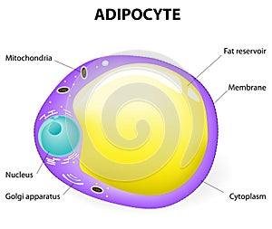 Adipocyte structure. fat cell photo