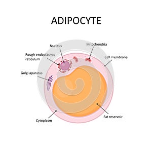 Adipocytes, lipocytes and fat cells. Fat cell structure vector illustration.