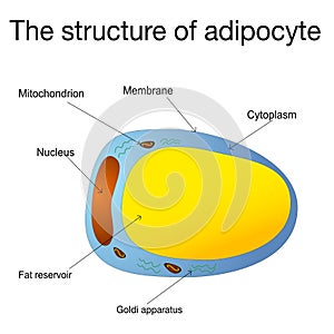 Adipocytes, lipocytes and fat cells. Illustration depicting structure white adipose cells