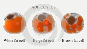 Adipocytes types 3d rendered illustration