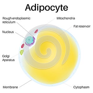 Adipose cell, Adipocytes are fascinating cells.