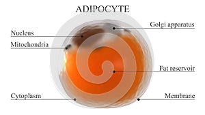 Adipose cell structure illustration