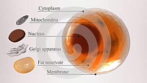 Adipose cell structure Infographic 3d rendered illustration