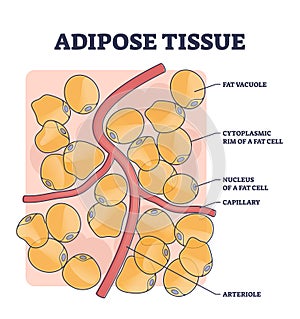 Adipose tissue or body fat anatomical inner cell structure outline diagram