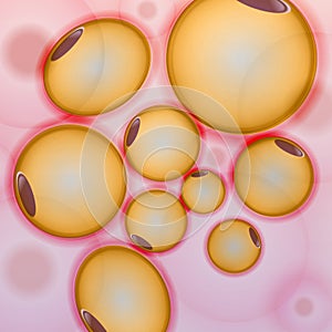 Adipose tissue, Fat Cells, Adipocytes - Vector Illustration