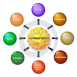 Adipose tissue and hormones photo