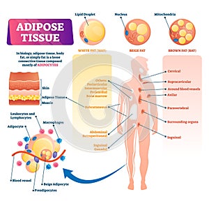 Adipose tissue vector illustration. Labeled medical body fat explain scheme