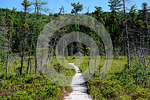 Adirondack Park, New York, USA: The FerdÃ¢â¬â¢s Bog Trail in the Pigeon Lake Wilderness photo