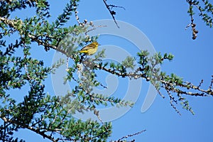 Adirondack Park, New York, USA: A palm warbler, Setophaga palmarum photo
