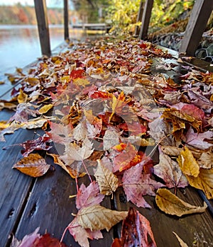 Adirondacks Upstate New York Fall Leaf