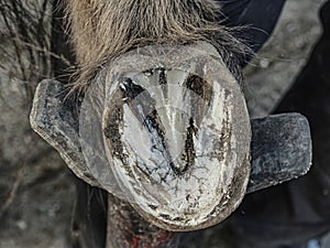 Adjust of worn and overgrown horse hooves