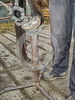 Adjust of worn and overgrown horse hooves