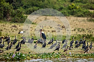Marabou Stork amongs Cormorants at Kazinga Channel