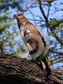 Adler im Baum