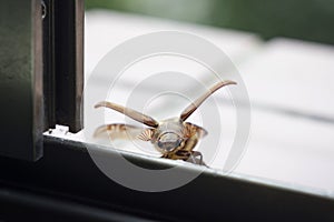An adlult cockchafer by the window spreads its wings and looks at the camera.