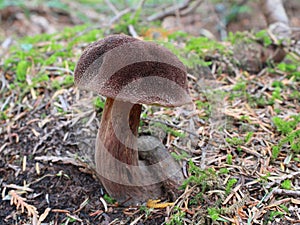 Admirable Bolete - Aureoboletus mirabilis