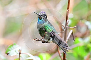 Admirable Hummingbird or Talamanca Hummingbird Eugenes spectabi photo