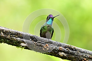 Admirable Hummingbird or Talamanca Hummingbird Eugenes spectabi photo