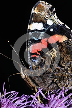 Admiral butterfly close-up
