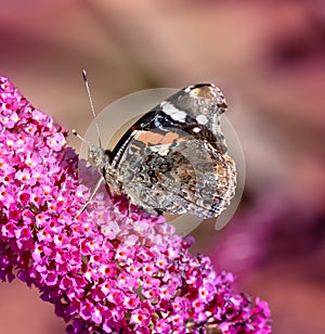 Admiral butterfly collecting nectar at a budleja blossom photo