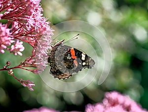 Admiral butterfly on an Eupatorium flower