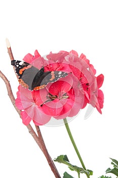 Admiral butterfly on a geranium flower isolated on white