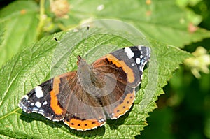Admiral butterfly lat: Vanessa Atalanta sits on a green leaf